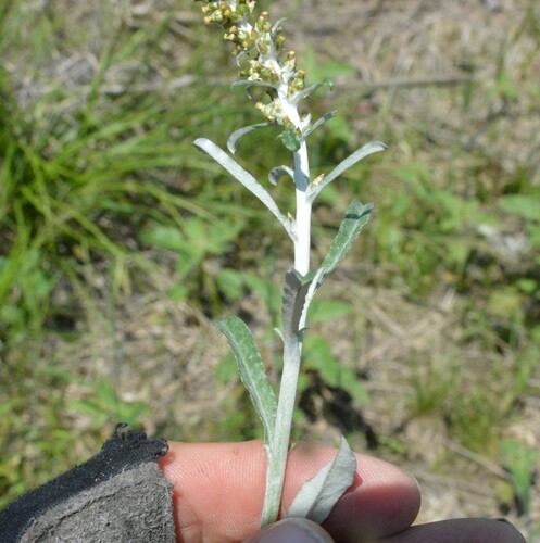 Image of Gamochaeta purpurea by (c) Dan Johnson, some rights reserved (CC BY)