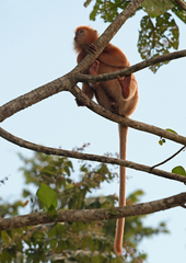 Trachypithecus cristatus