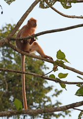 Trachypithecus cristatus