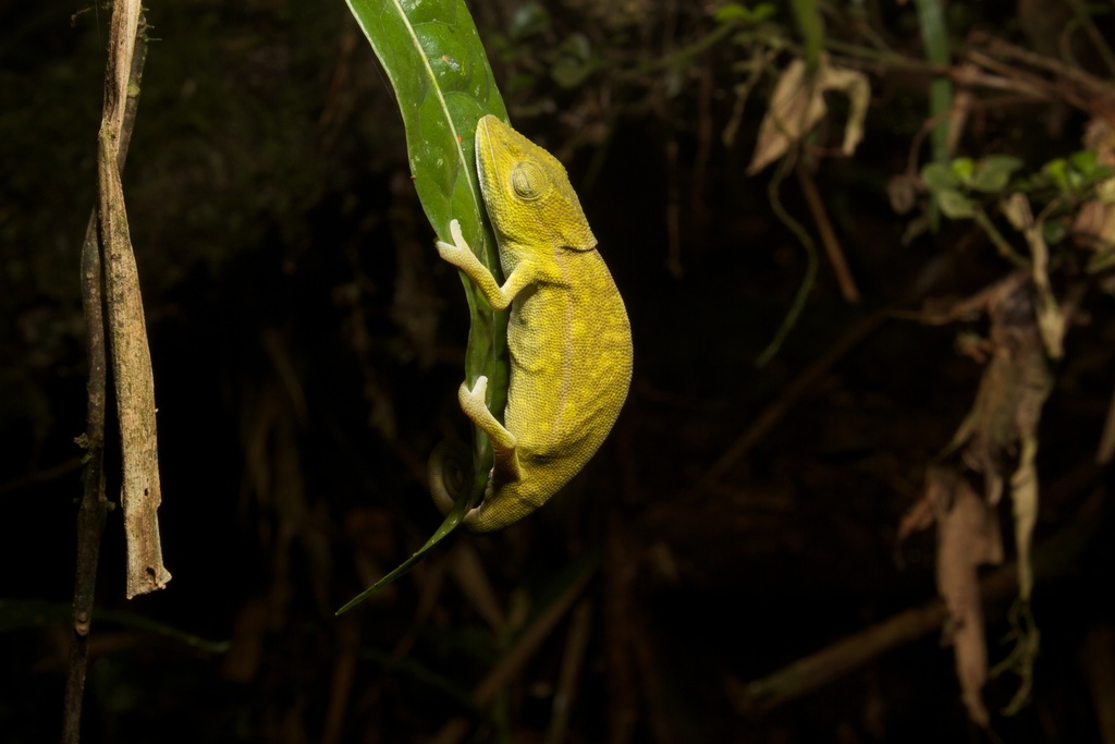 Glaw's Chameleon