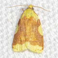 Cenopis niveana