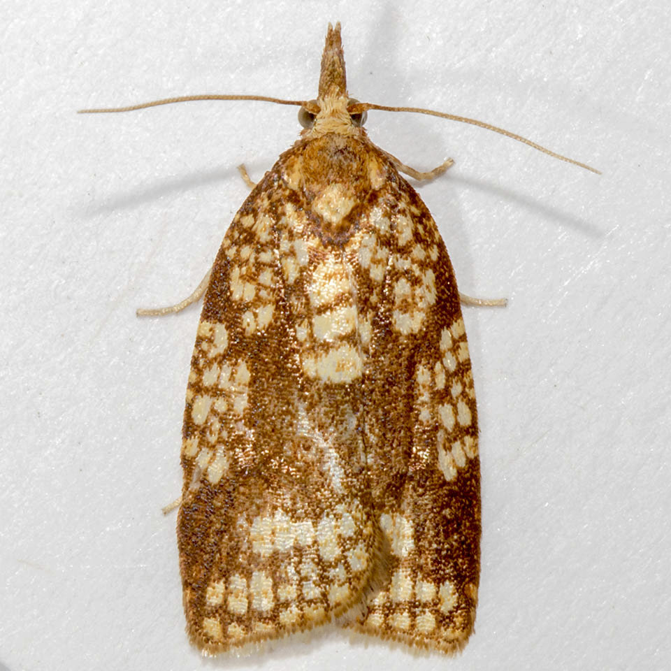 Cenopis ferreana