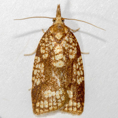 Cenopis ferreana
