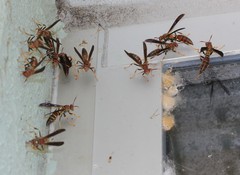 Polistes bahamensis