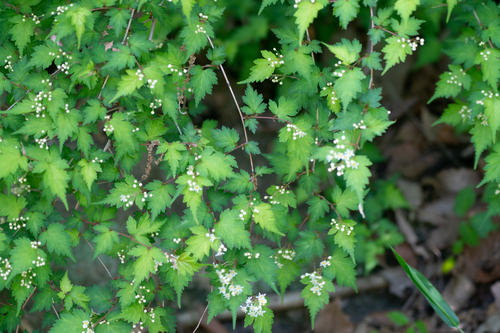 Image of Neillia incisa by (c) WATANABE Hitoshi 渡辺仁, some rights reserved (CC BY)
