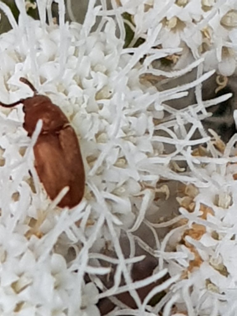 Antherophagus silaceus