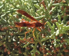 Polistes kaibabensis