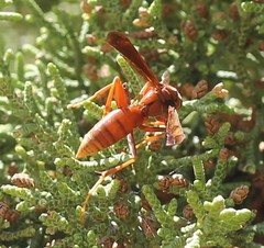 Polistes kaibabensis