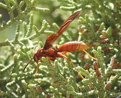 Polistes kaibabensis