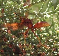 Polistes kaibabensis