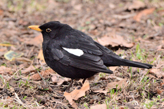 Turdus merula