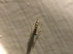 Graphopsocus