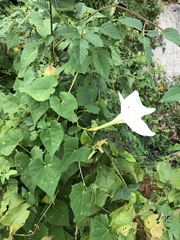 Ipomoea tastensis