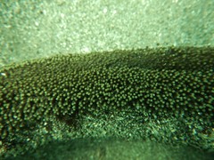 Holothuria inornata