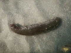 Holothuria inornata