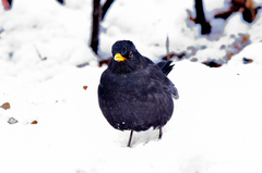 Turdus merula
