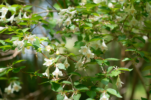 Image of Diabelia spathulata by (c) WATANABE Hitoshi 渡辺仁, some rights reserved (CC BY)