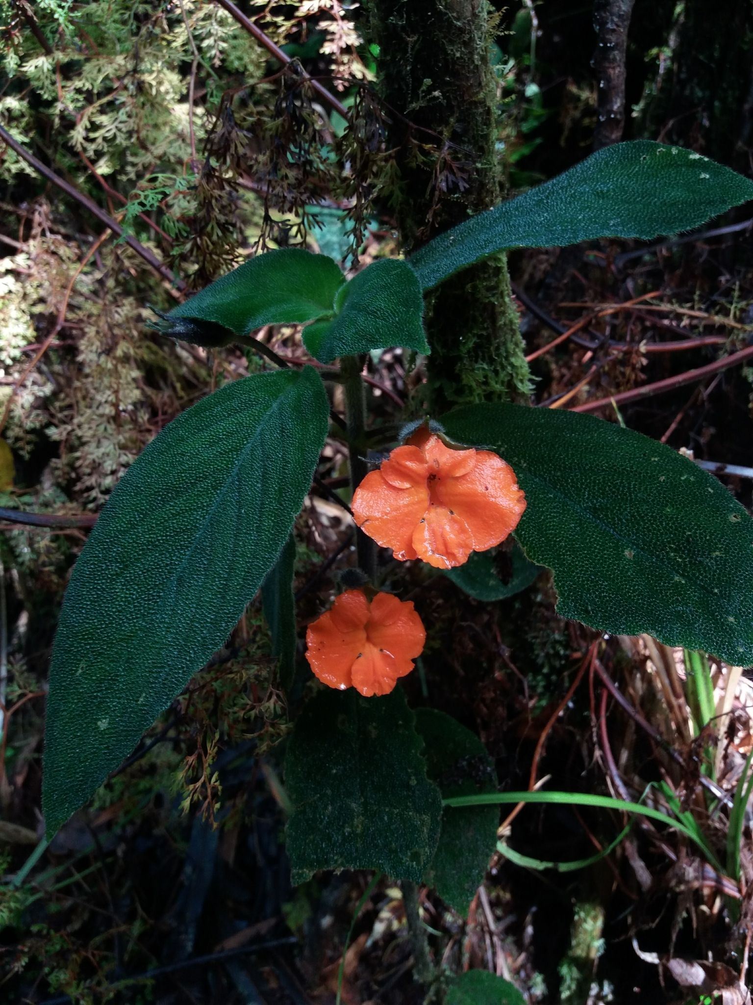 Besleria princeps