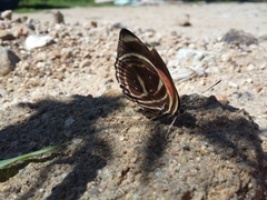 Callicore texa loxicha