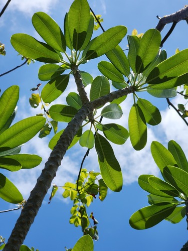 Plumeria obtusa