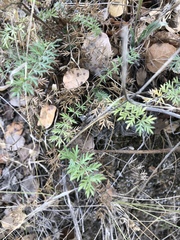 Acaena pinnatifida californica