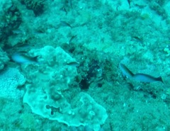 Pseudanthias cooperi