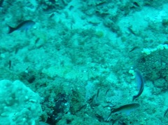 Pseudanthias cooperi