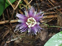 Passiflora serratifolia