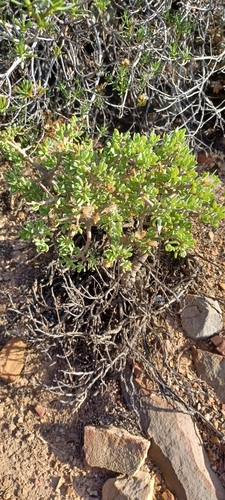 Othonna arbuscula