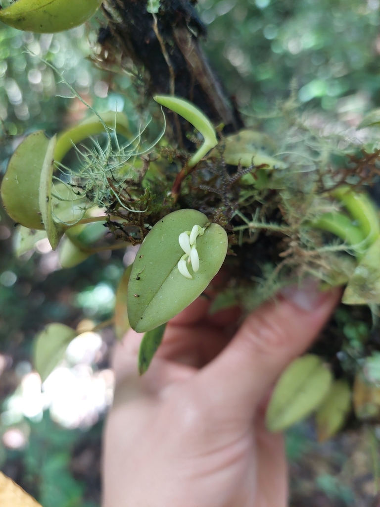 Acianthera chionopa