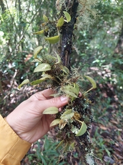Acianthera chionopa, photograph Daniel Mesa, CC BY, iNaturalist via GBIF