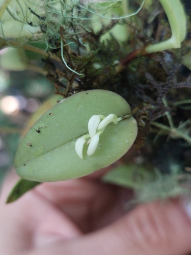 Acianthera chionopa, photograph 2