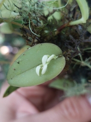 Acianthera chionopa, photograph Daniel Mesa, CC BY, iNaturalist via GBIF