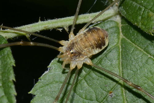 Canestrini's Harvestman, photo 2 of 10