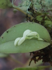 Acianthera chionopa, photograph Daniel Mesa, CC BY, iNaturalist via GBIF