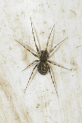 Lepthyphantes minutus