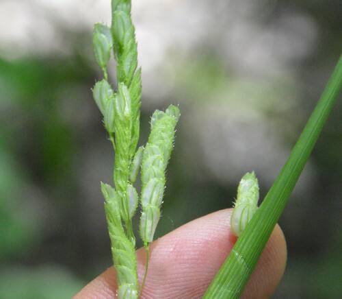Image of Leersia lenticularis by (c) Dan Johnson, some rights reserved (CC BY)