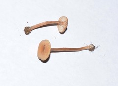 Pseudolaccaria pachyphylla