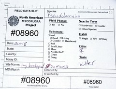 Pseudolaccaria pachyphylla