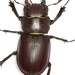 Cottonwood Stag Beetle - Photo (c) Mike Quinn, Austin, TX, some rights reserved (CC BY-NC), uploaded by Mike Quinn, Austin, TX