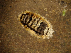 Megalopygidae