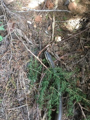 Philodryas chamissonis