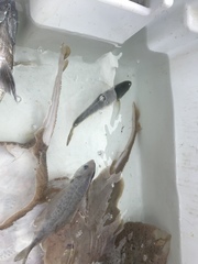 Caranx bartholomaei