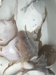 Caranx bartholomaei