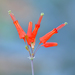 Bessera tenuiflora - Photo (c) Christian Schwarz, μερικά δικαιώματα διατηρούνται (CC BY-NC), uploaded by Christian Schwarz