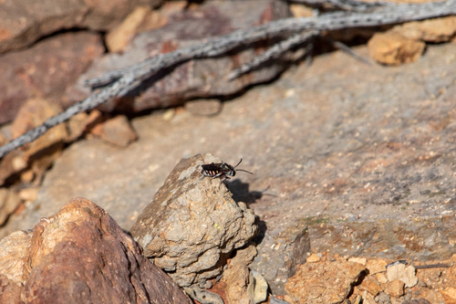 Hexepeolus rhodogyne