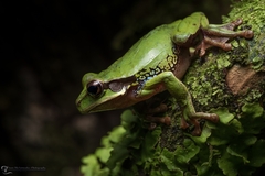 Blue-Spotted Mexican Treefrog photo 3