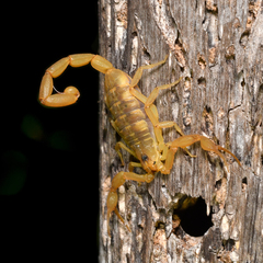 Centruroides exilicauda