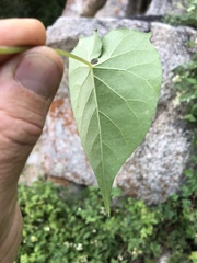 Ipomoea tastensis