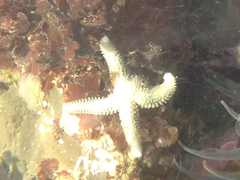Leptasterias hexactis